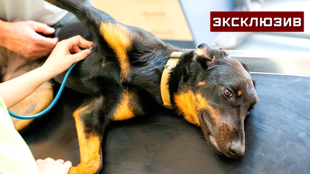 Владельцы собак рассказали об их гибели после вакцины «Мультикан-8»