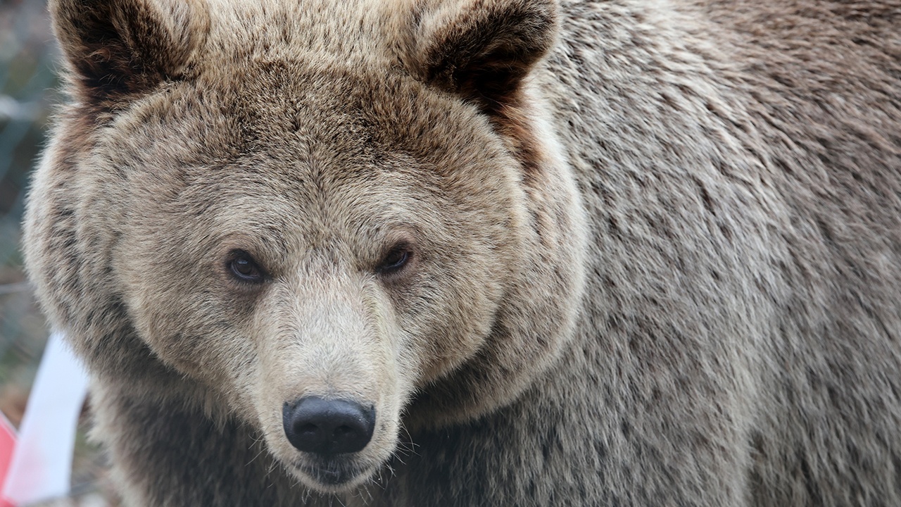 На Алтае выдали лицензии на отстрел медведей из-за гибели туристки
