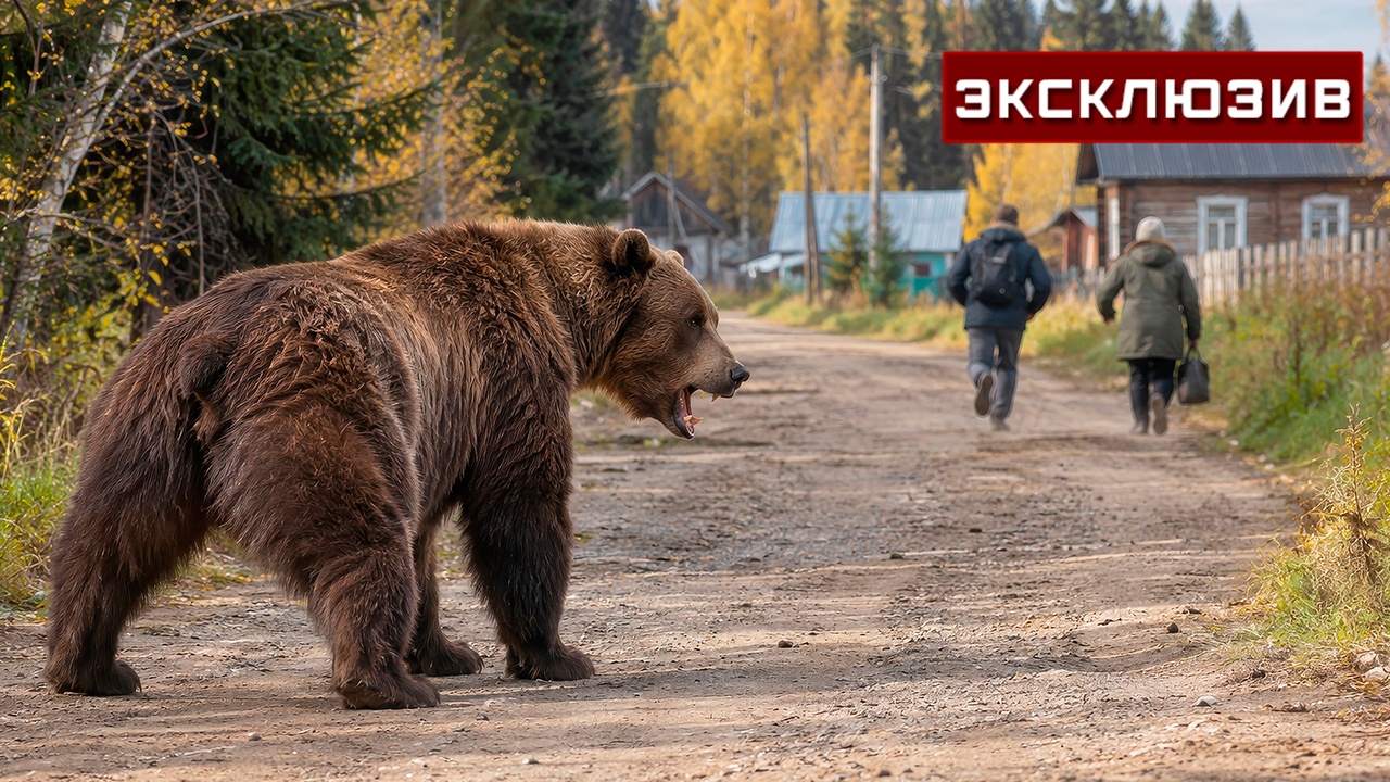Власти хакасского города попросили помощи у Минприроды из-за нашествия медведей 