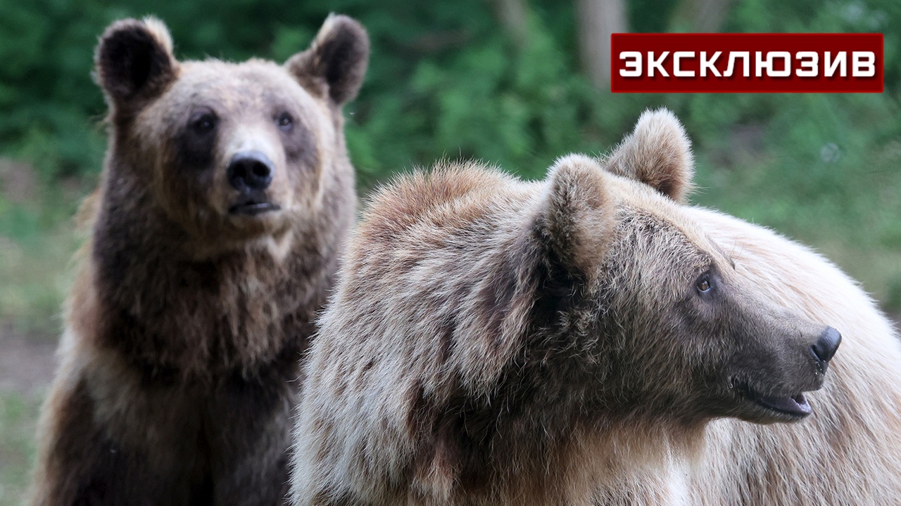 Охотовед Беленюк объяснил, почему медведи стали чаще выходить к людям