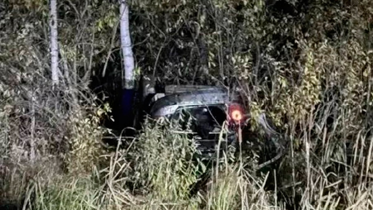 На трассе в Томской области автомобиль сбил медведя и опрокинулся