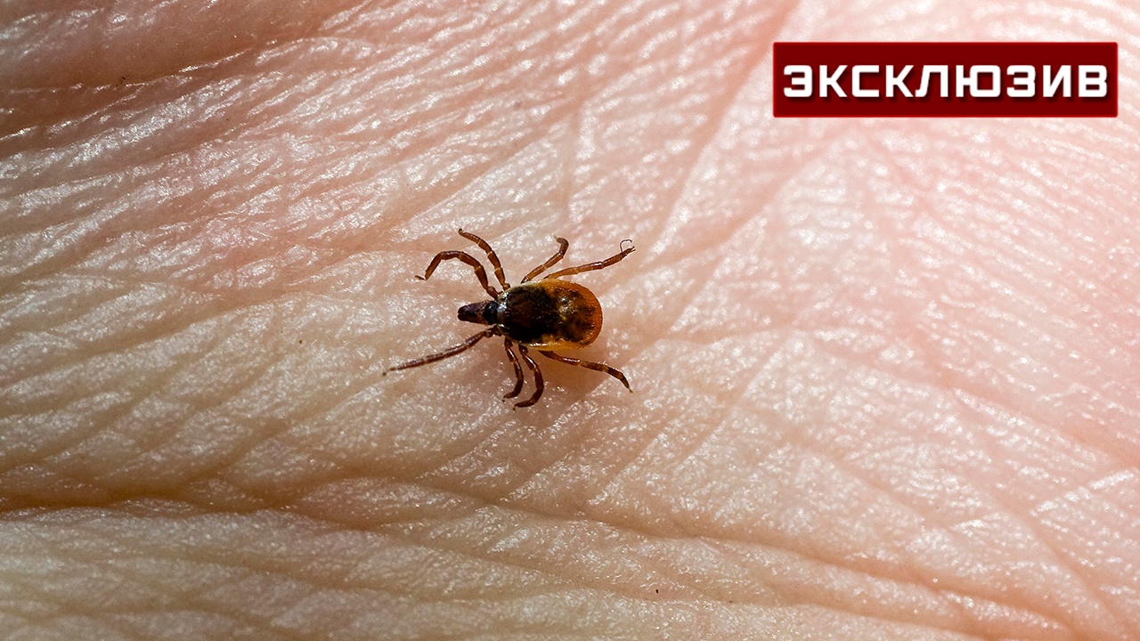 Эксперт предупредил о возможности круглогодичных атак клещей