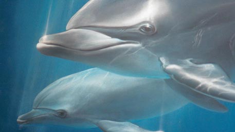 Подводный десант: боевые дельфины возвращаются в строй ВС РФ